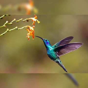 Interesting Facts About Hummingbird