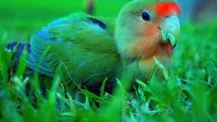 Animals sounds Parts parts- 1