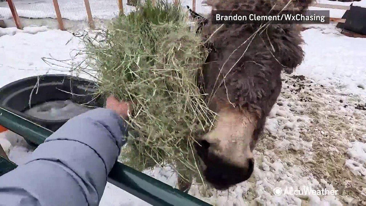 Concern grows for animals in California