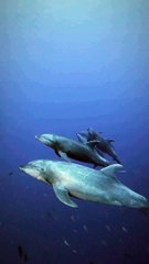 The dolphins out at Revillagigedo are a different kettle of dolphin