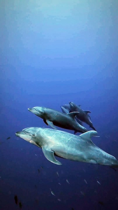 The dolphins out at Revillagigedo are a different kettle of dolphin