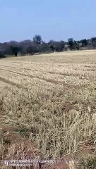 Video Story: The farmers here are not selling their produce