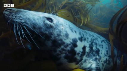 INGENIOUS seal hunt  - Wild Isles - BBC