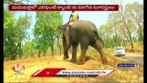 Public Shows Interest To See Elephants Acted In Movie The Elephant Whisperers _ Tamil Nadu _ V6 News