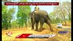 Public Shows Interest To See Elephants Acted In Movie The Elephant Whisperers _ Tamil Nadu _ V6 News