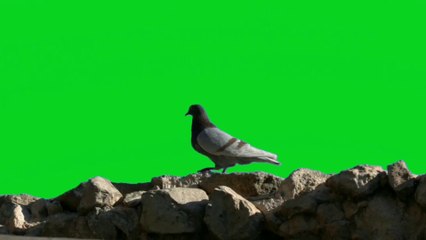 Pigeon Bird Green screen video HD Footage