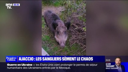 De plus en plus nombreux, les sangliers sèment le chaos à Ajaccio