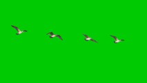 Birds flying Green screen video effect HD Footage no copyright