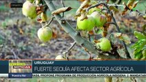 Uruguay: Fuerte sequía afecta al sector agrícola