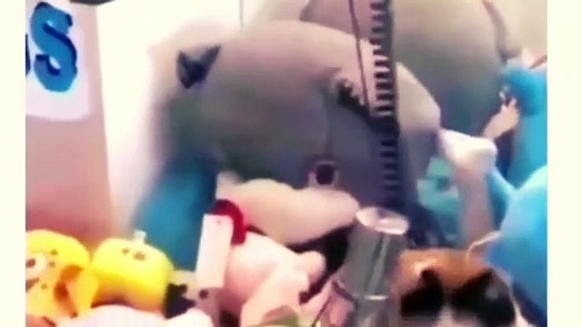 Funny Animals 2023 - Funny Cats And Dogs 2023 Video - 07 - Funniest Cats And Dogs Video 2023