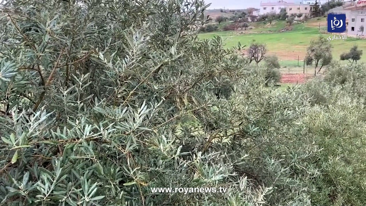 بدء تأثر الأردن بحالة عدم الاستقرار الجوية وتساقط الأمطار