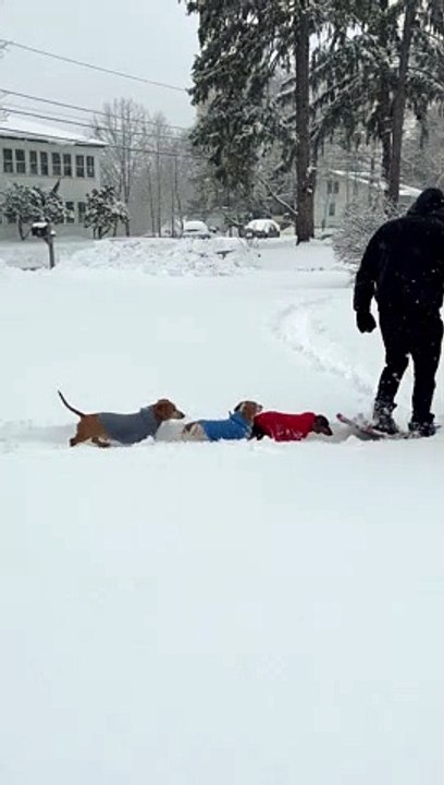 Making a Weiner Dog Racetrack