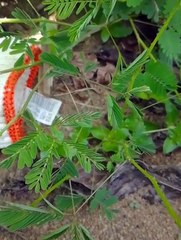 Don't Touch The Shrinking Plant