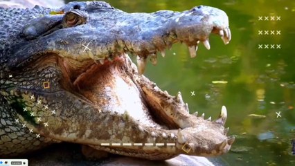 Descargar video: क्यो मगरमच्छ अपना जीभ बाहर नही निकाल पाता ?? Why can't the crocodile stick out its tongue?? #viral #shorts  #amazingfacts  #factsinhindi #viralvideo #amzingfactsinhindi