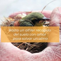 Santa Teresa de Lisieux: "Mi vocación es el amor"