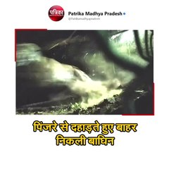 माधव नेशनल पार्क में बढ़ेगा बाघों का कुनबा