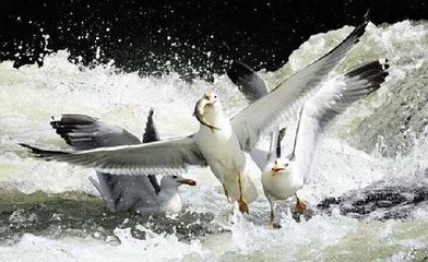 İNCİ KEFALİNİN GÖÇ ROTASINDAKİ DELİÇAY'IN DEBİSİ AZALDI