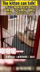 The kitten can talk! Say good morning and good night. 貓咪會說話了！和主人互道：早安、晚安。