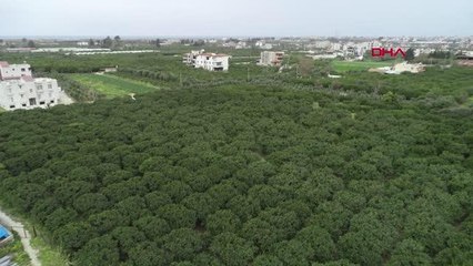 SAMANDAĞLI ÜRETİCİLERİN, DSİ'NİN 'TARIMSAL SULAMA' KARARINDAN DÖNÜLMESİ İSTEĞİ