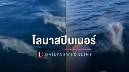 นักท่องเที่ยวเฮลั่น! พบ "โลมาสปินเนอร์" ฝูงใหญ่ มาทักทายข้างเรือ | HOTSHOT เดลินิวส์ 14/03/66