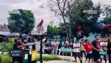 Keunikan Ayam Ketawa