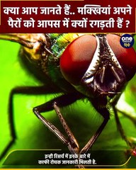Why do flies rub their hands: Musca Domestica अपने हाथ क्यों रगड़ती हैं | वनइंडिया हिंदी
