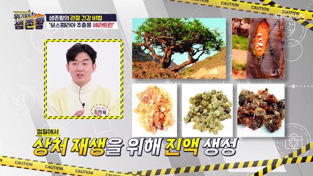 염증 개선과 관절을 지키는 ▸보스웰리아 추출물 세라트닌◂ TV CHOSUN 230313 방송