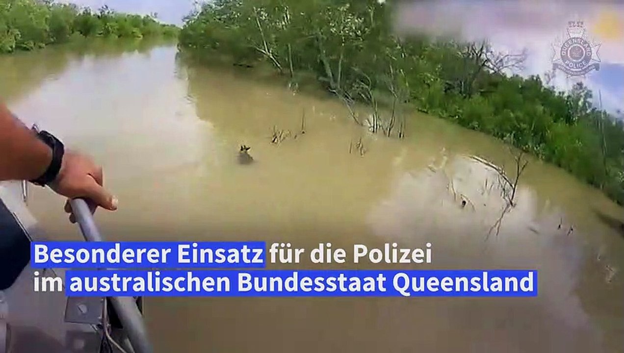 Australien: Kängurubaby vor Krokodilen gerettet