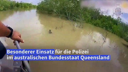 Australien: Kängurubaby vor Krokodilen gerettet