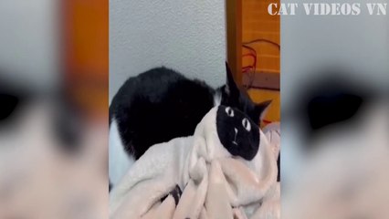 Funniest Animals Videos  Best Funny Cats and Cute Dog  Funny Animal Compilation