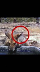 Crow eating worms from the deer's head