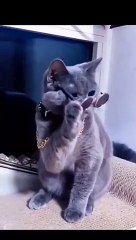 Cat Sings Indian Song 🎶