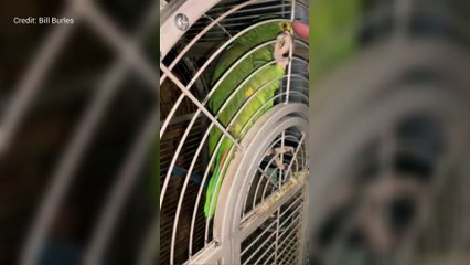 Monty the parrot at the Royal Norfolk Hotel in Sandgate