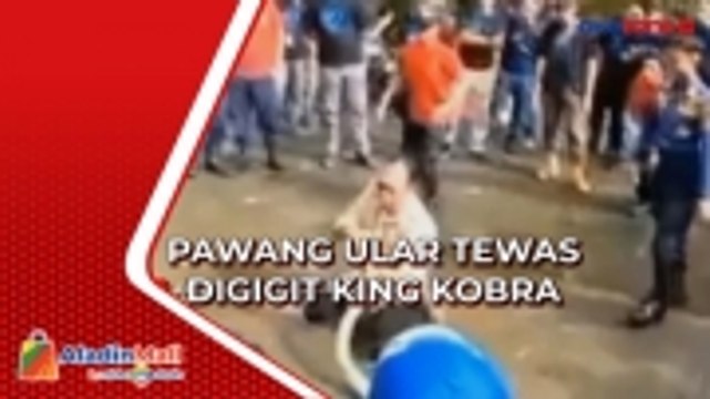 Tragis, Pawang Ular Tewas Digigit King Kobra saat Beri Pelatihan di Banjarmasin