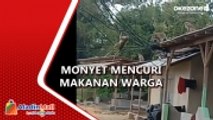 Heboh! Kawanan Monyet Liar Masuk Permukiman Warga di Sampang