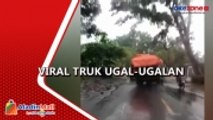 Viral Truk Ugal-ugalan di Lumajang, Sopir Ternyata Tak Punya SIM