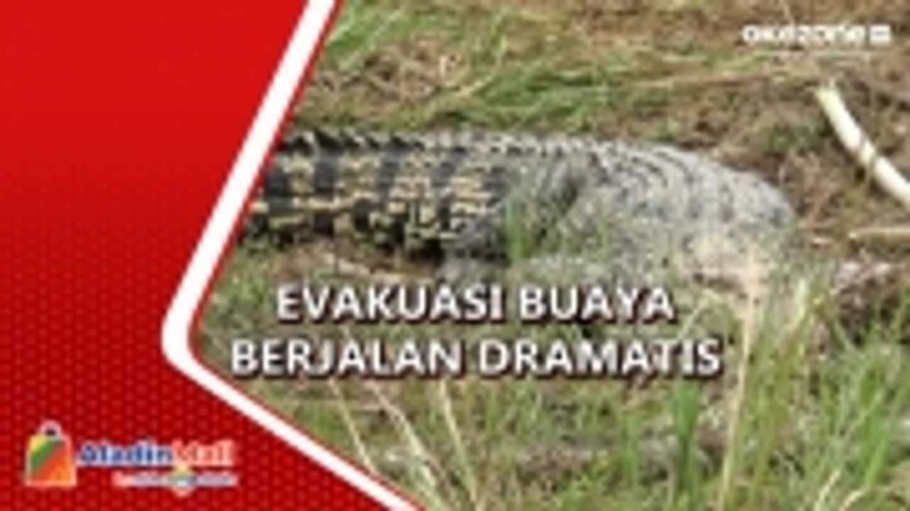 Buaya 3 Meter Gegerkan Warga di Maros