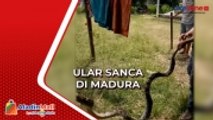 Ular Sanca Empat Meter Ditangkap Warga di Madura