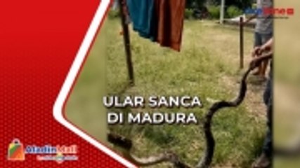 Ular Sanca Empat Meter Ditangkap Warga di Madura