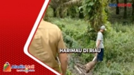 Harimau Sumatera Makan 2 Ekor Sapi Milik Warga di Riau