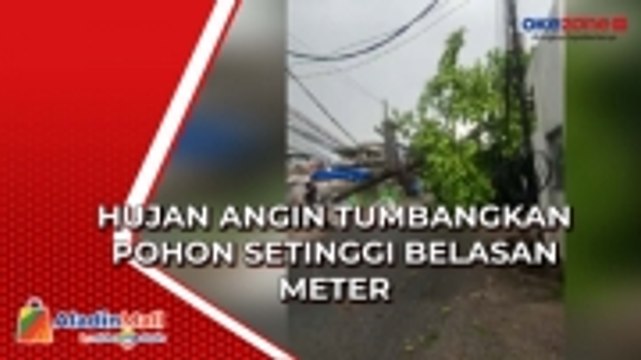 Hujan dan Angin Kencang Tumbangkan Pohon Setinggi 12 Meter di Bekasi