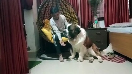 Love is a four legged word