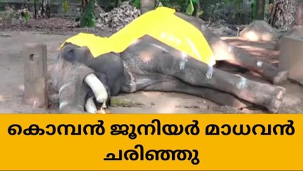 ഗുരുവായൂര്‍ ആനക്കോട്ടയില്‍ കൊമ്പൻ ജൂനിയർ മാധവൻ ചരിഞ്ഞു