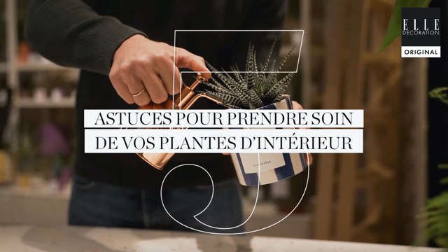 5 astuces pour prendre soin de ses plantes d'intérieur