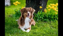 Top 10 Most Beautiful Dog Breeds