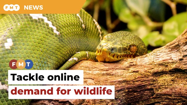 Step up efforts to halt online demand for wildlife, urge NGOs