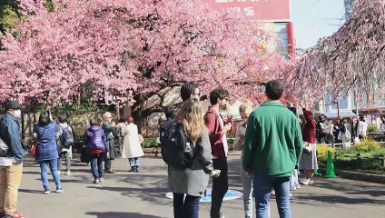 Floração de cerejeiras em Tóquio tem início antes do normal