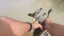 Piégé par les inondations, un bébé kangourou sauvé de la noyade en Australie