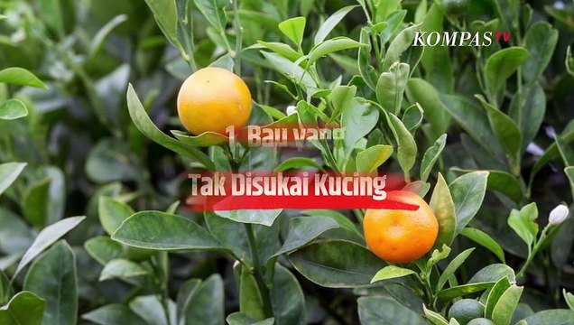 Cara Paling Aman Usir Kucing Liar, Dijamin Anti Gagal |SINAU