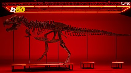 Incredible T.Rex Skeleton Going Up In Auction